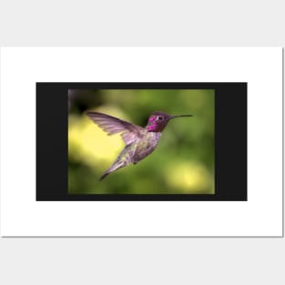 Anna's Hummingbird in Flight Posters and Art
